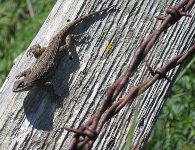 Fence Lizard